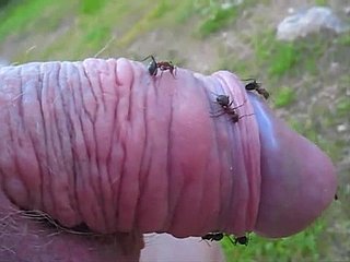 Strange dostum bir karınca tepenin onun içine küçük horoz uzatıp ve çok hoşlanıyor